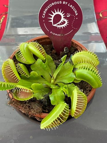 Plantas carnívoras
Atrapa moscas